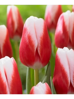 Тюльпаны,луковицы сорт Пол Маккартни (4штуки)