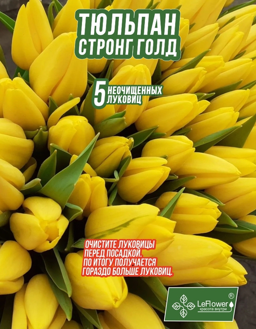 Тюльпан Луковица, Стронг Голд 5 шт,