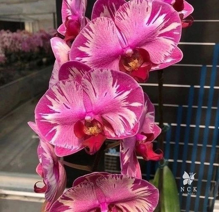 Малиновая Орхидея