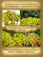 Плектрантус Золото Трои пёстролистный