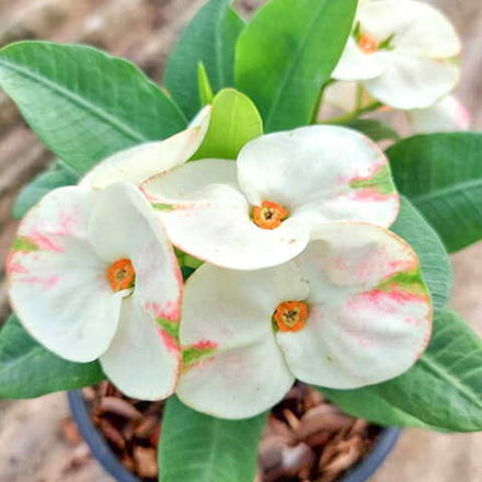 Эуфорбия Миля PHOB SUK