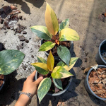 Филодендрон YELLOW CONGO VAR