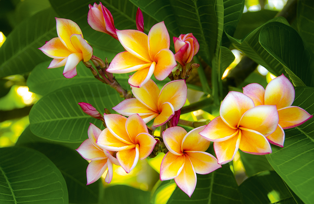 Календарь трехсекционный на 2026 год, "Тропический цветок"