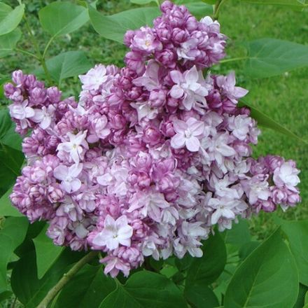 Сирень Тарас Бульба