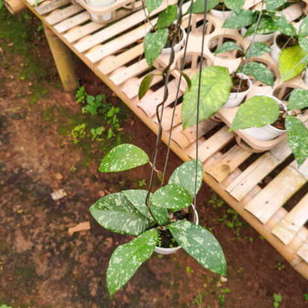 Хойя SP ACEH BARA