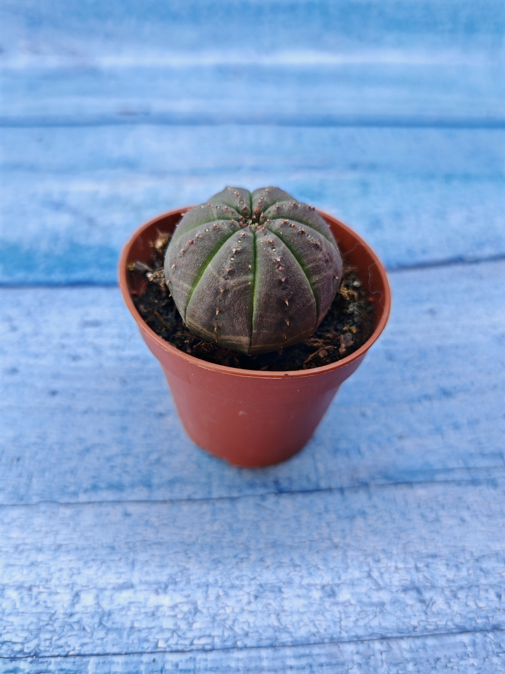 Euphorbia Obesa (Эуфорбия)