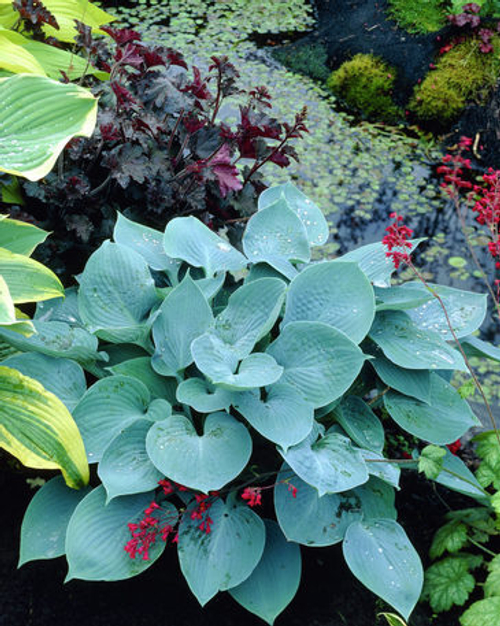 Хоста Хедспен Блу /  Hadspen Blue   (SM)