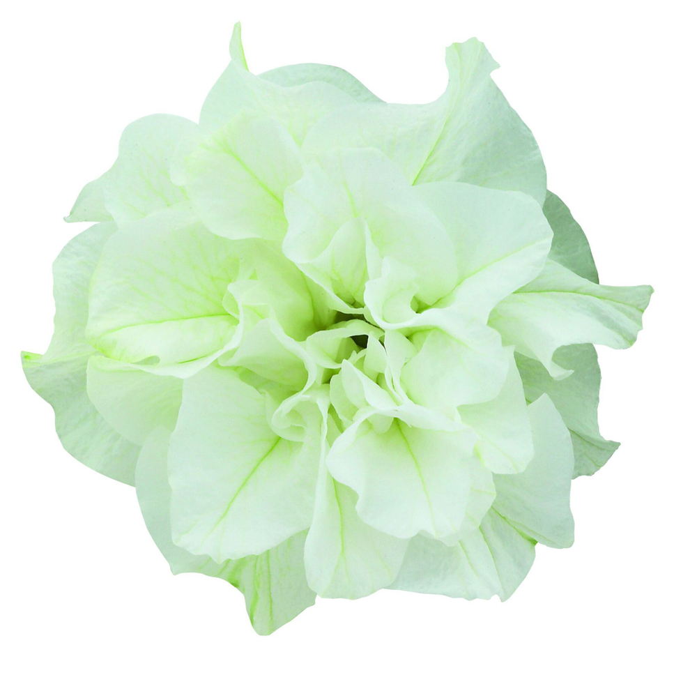 ЕВРО Петуния Surfinia Double White укорененный черенок ОКС март Koh