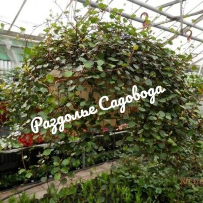 Мюленбекия спутанная (кашпо 3.2л)