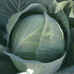 Структура F1 (Бартон F1) семена капусты белокочанной (Hazera / Хазера)