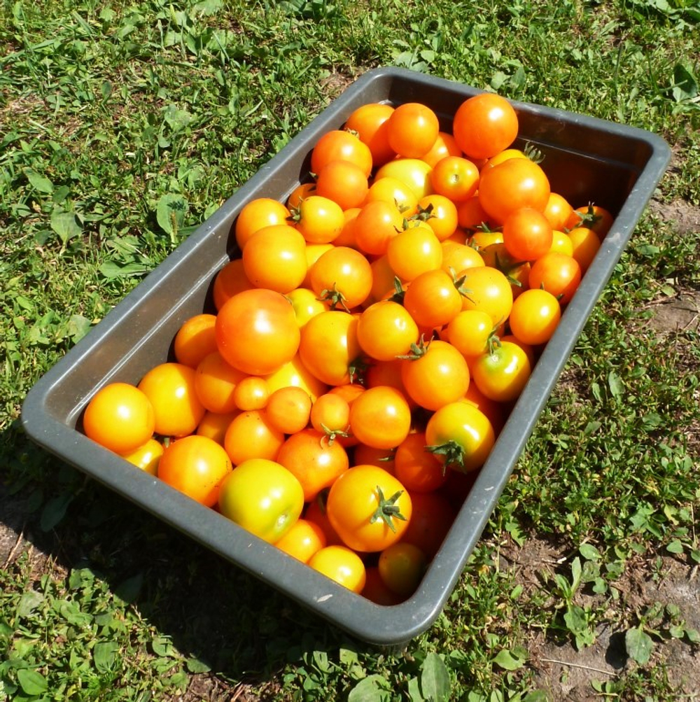 Помидоры — Ola Polka – Оля Полька