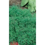 Семена Укроп Обильнолиственный (УД) Е/П