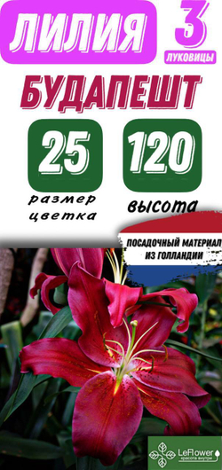 Лилия Луковица, Будапешт, 3 шт