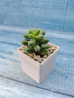 Sedum Hernandezii (Седум)