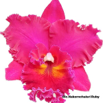 Орхидея ринхолелиокаттлея RLC. NAKORNCHAISRI RUBY