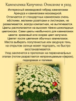 Камнеломка Капучино цветущая почвопокровная