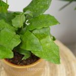 Калатея Нетворк 12/35