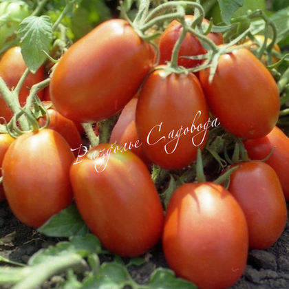 Томат детерминантный Кадет (цена за 6 штук )