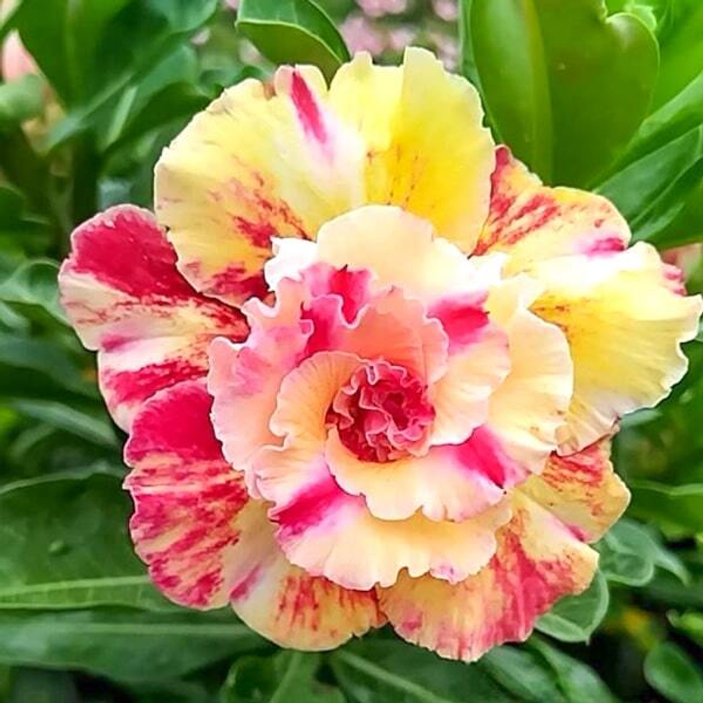 Адениум обесум SANG THONG