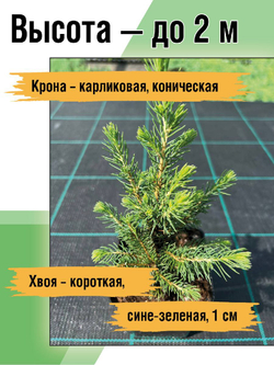 Ель канадская Коника