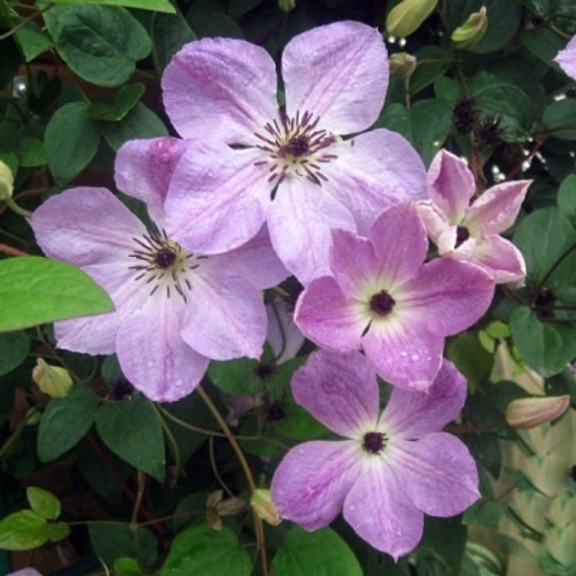 Клематис гибридный Монинг Скай трехлетка наличие