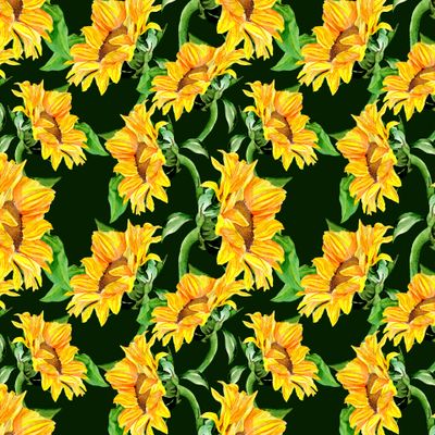 Sunflower field. Watercolor seamless pattern  white.