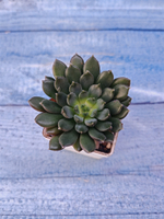 Echeveria Scorpio (Эхеверия)