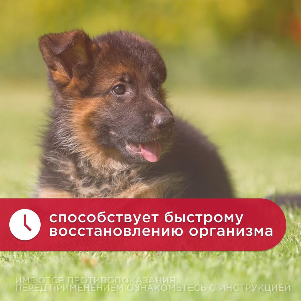 Зоокард Пчелодар Средство для лечения заболеваний сердца у кошек, 1,2 мг, таблетки, 10 шт. Рамиприл.