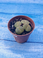 Lithops sp. (Литопсы)