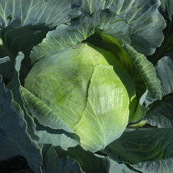 Сторидор F1 семена капусты белокочанной (Syngenta / Сингента)