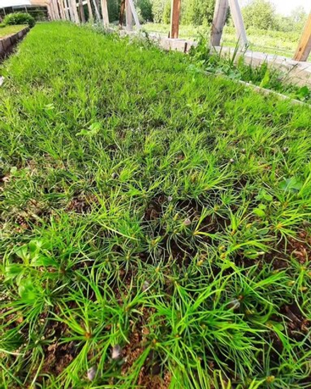 Кедр сибирский. Однолетние сеянцы. Оптом от 100 штук.