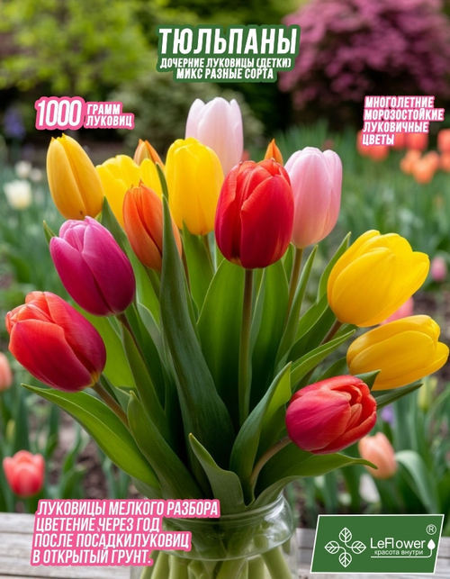 Тюльпан Луковица, дочерние, 1кг