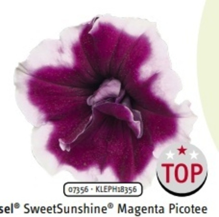 Петуния Sweetsunshine Magenta Picotee ОКС укорененный черенок. 1-10 марта