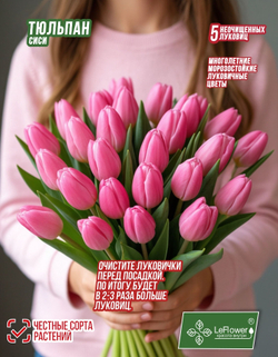 Тюльпан Луковица, Сиси, 5+шт
