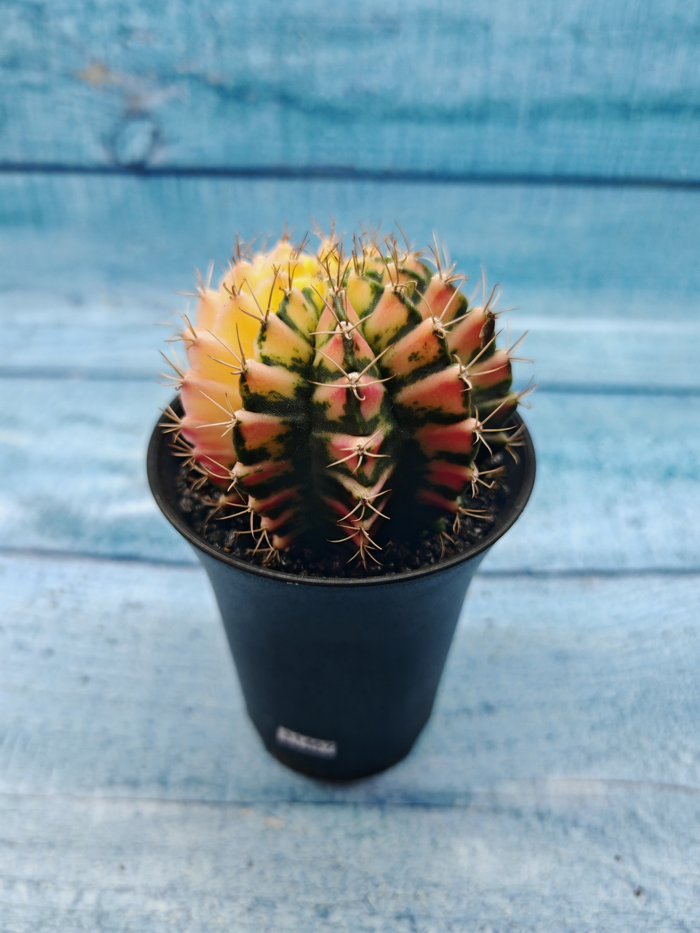 Gymnocalycium Variegata (Гимнокалициум Вариегатный)