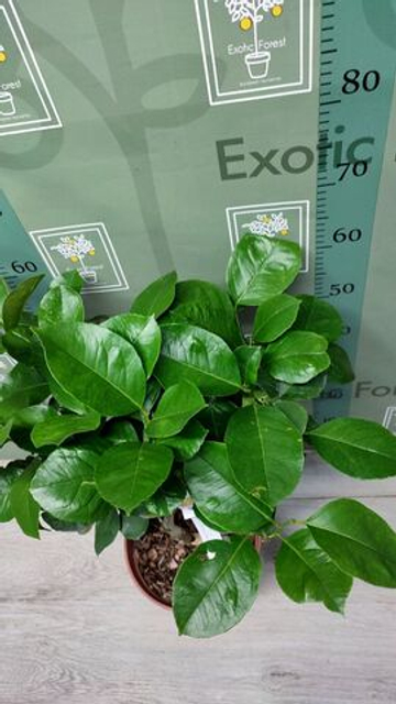 C. limon “Cuoriforme”