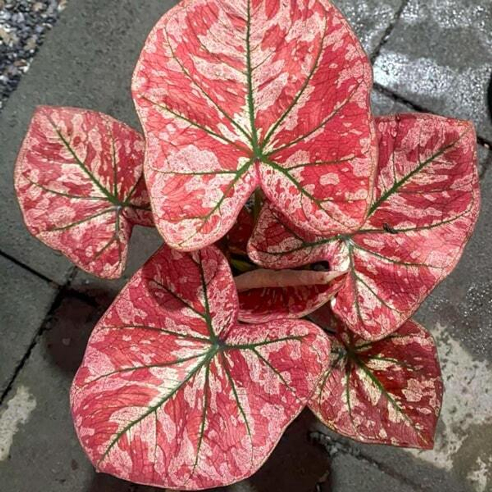 Каладиум HEARTBEAT