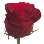 Роза Кения Mix