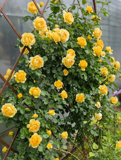 Sommergold (Соммерголд)