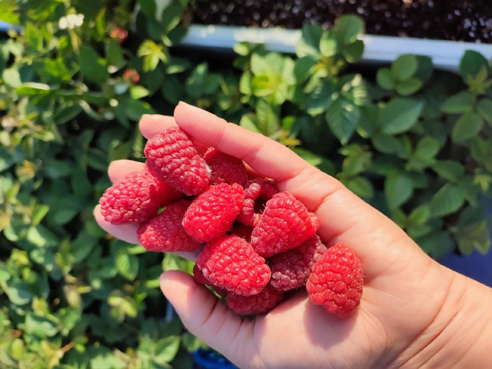 Малина ремонтантная Шани