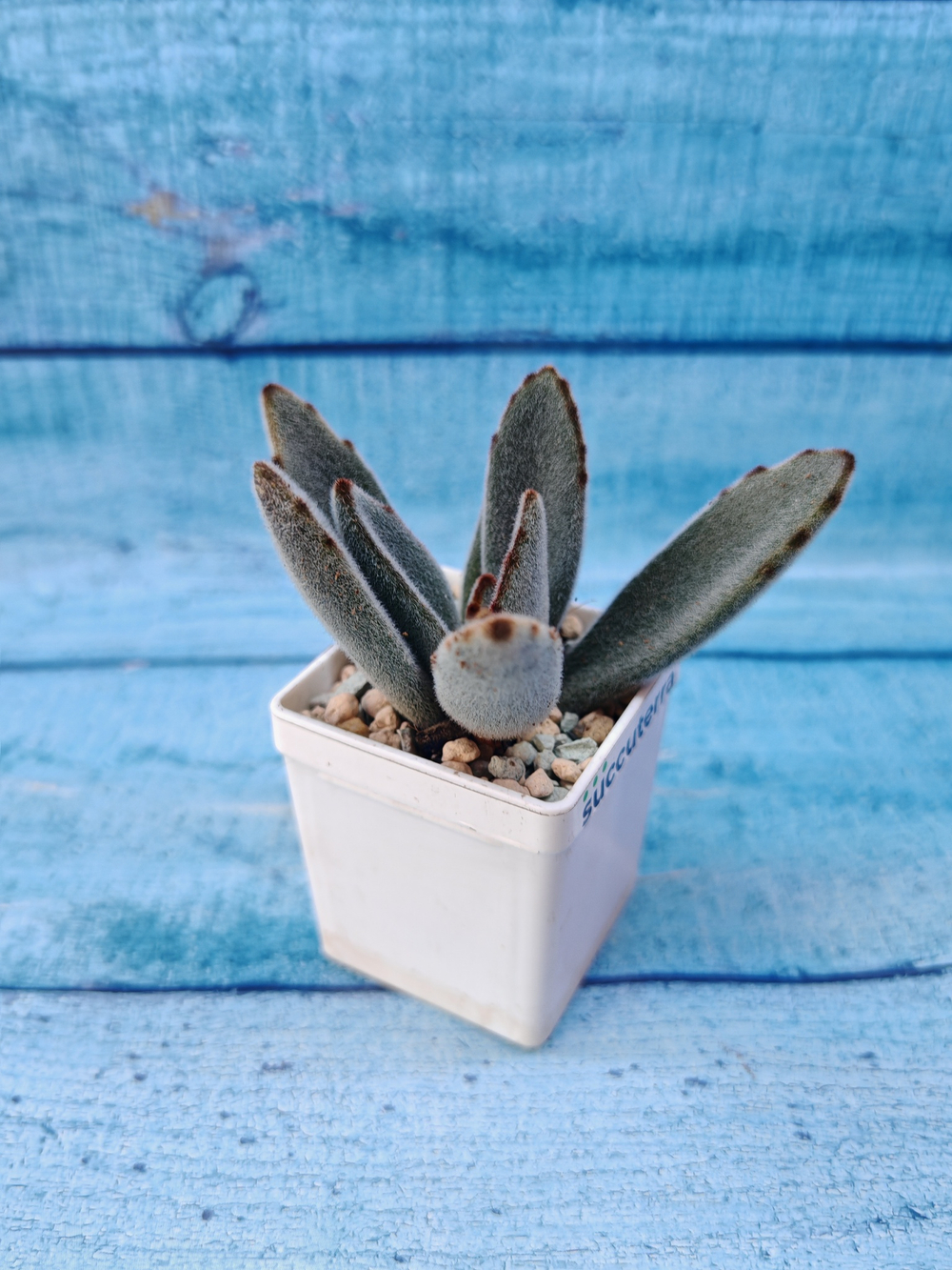 Kalanchoe Tomentosa (Каланхоэ)