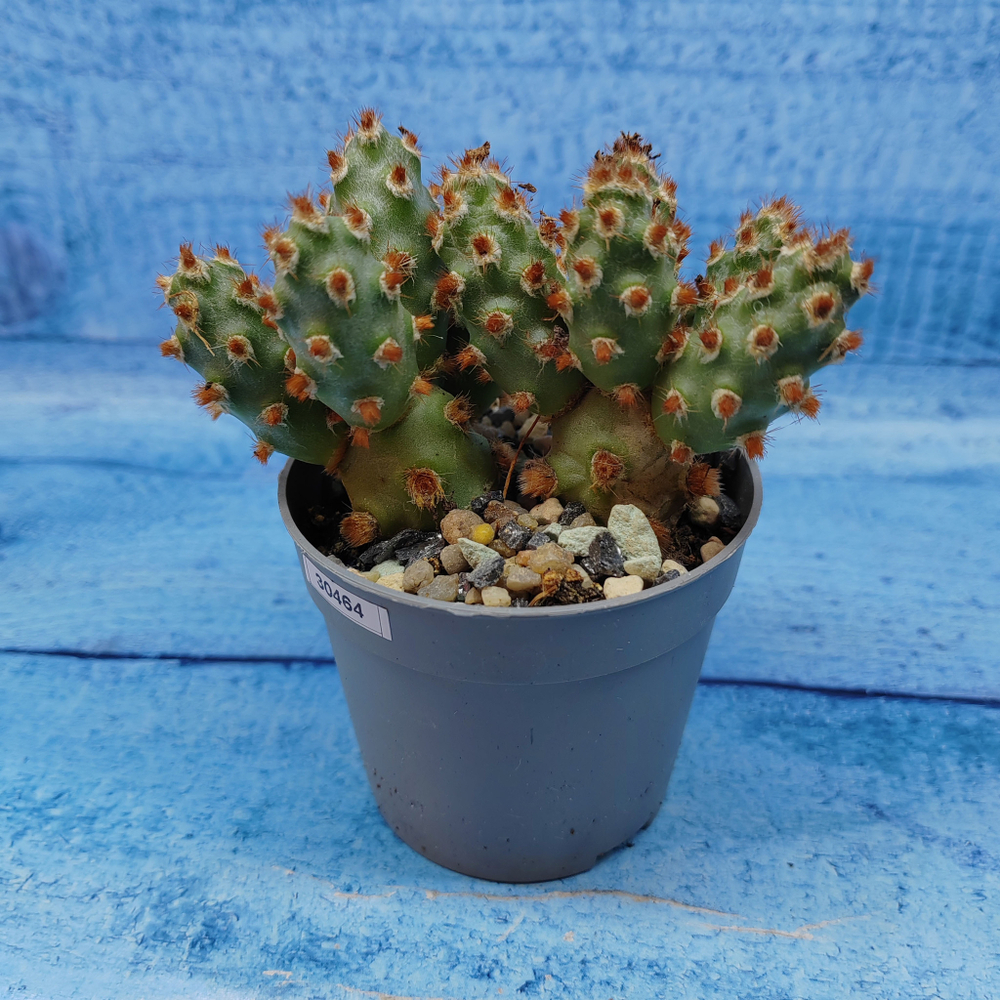 Tephrocactus Molinensis Red Glochids (Тефрокактус)