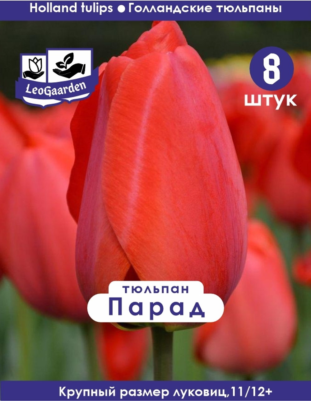 Тюльпан Луковица Парад 8 шт, разбор 11/12