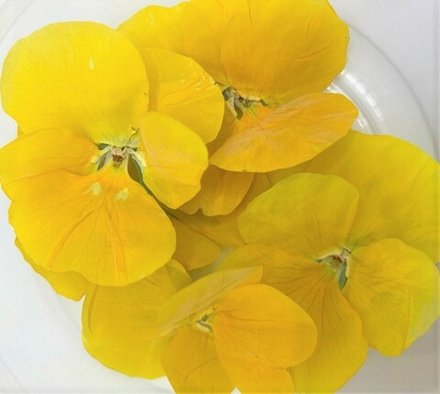 Виола обезвоженная Sunny paradise - плоский цветок, 10 шт