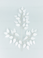 Ветка дерева Фикус белая (связка 12 веток)