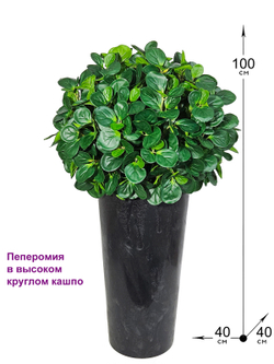Пеперомия искусственная в высоком круглом кашпо