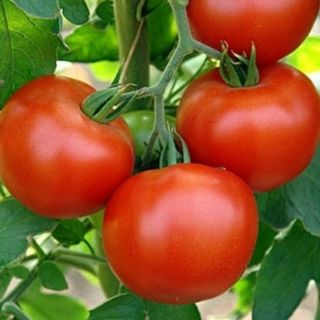 Томат Дар Заволжья 50 грамм