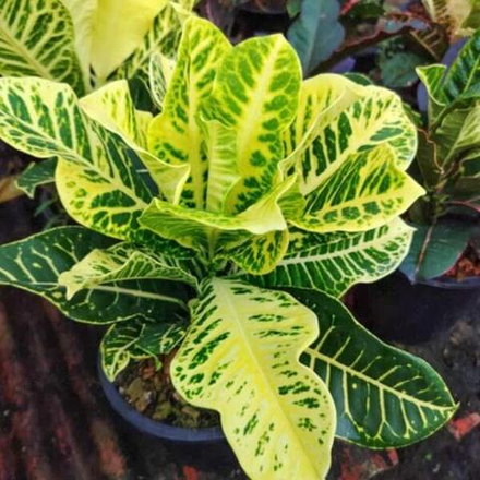 Кротон GULAP KHAO