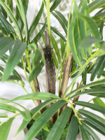 Искусственная пальма Рапис густая в стильном кашпо