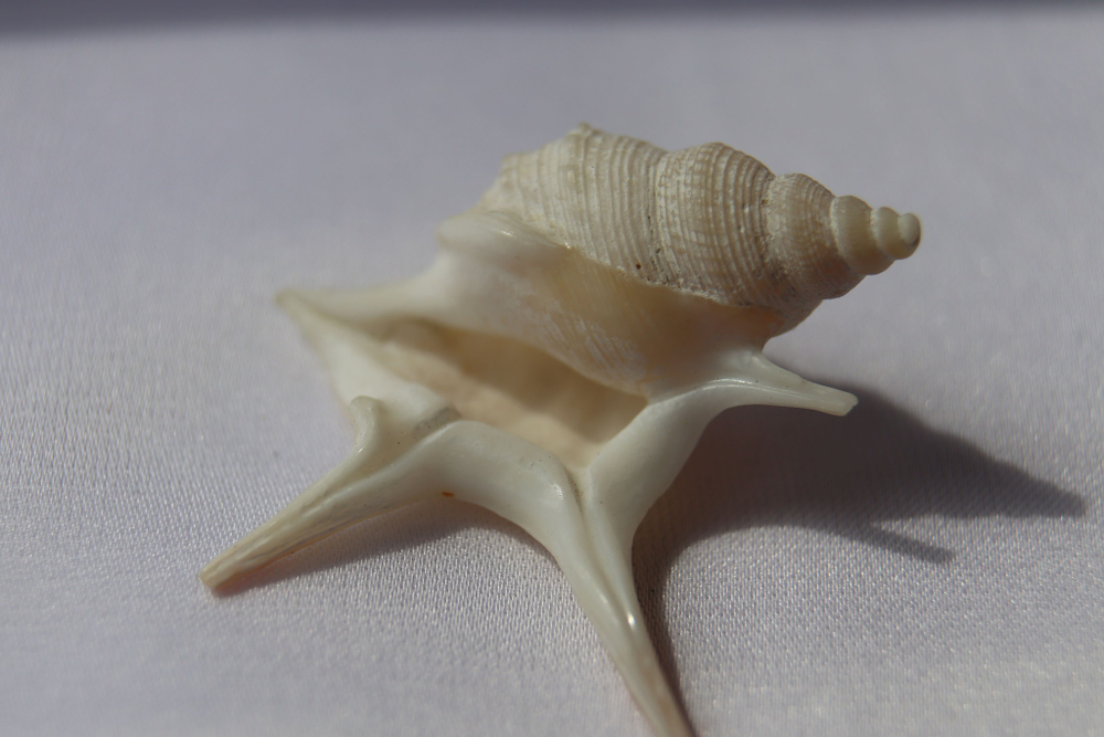 Морская ракушка Куриная нога (Aporrhais pesgallinae) 3,2 см.